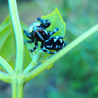 Jumping Spider