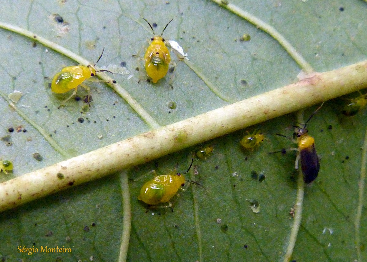 Spotting Project Noah