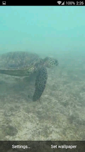 Sea Turtle HD. Wallpaper(圖8)-速報App