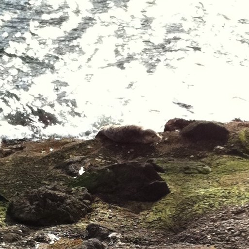 Pacific Harbor Seal