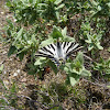 Southern Swallowtail / Borboleta Zebra