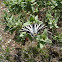 Southern Swallowtail / Borboleta Zebra