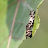 viceroy butterfly caterpillar