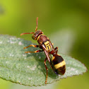 Wasp - Ropalidiae Genus