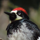 Acorn Woodpecker