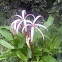 Crinum Lily, Spider Lily