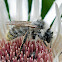 Bumblebee (male)