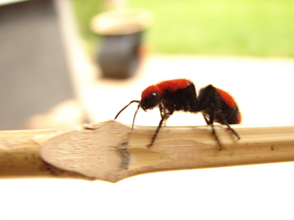 Red Velvet Wasp Cow Killer , Red Velvet Ant (GTM Research Reserve ...