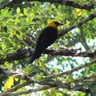 Oriole Blackbird