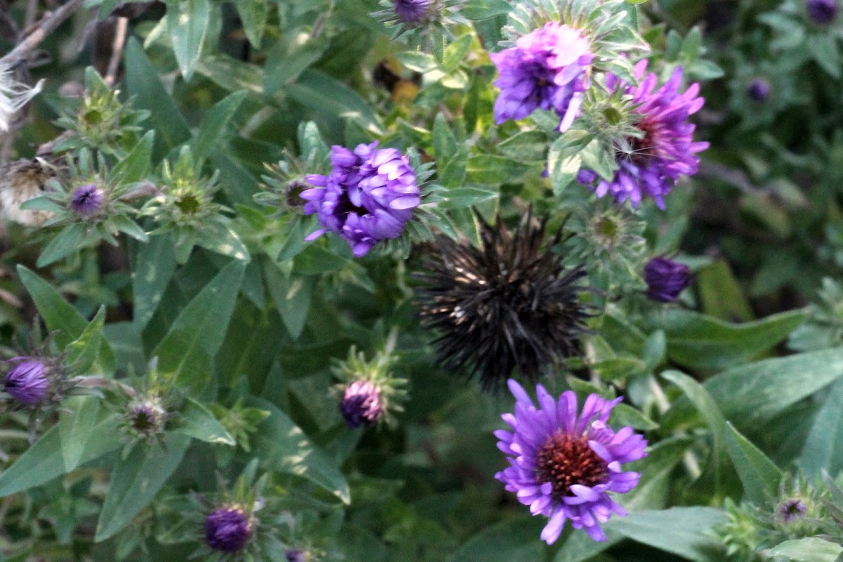 New England Aster