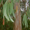 Blue Gum Eucalyptus