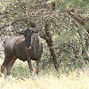 Blue Wildebeest /Khukong /Gnu