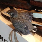 American Robin (fledgling)