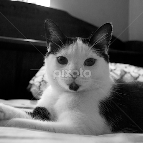 Lazin' and Posin' by Dallas Landriault - Animals - Cats Portraits