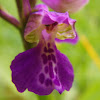 Green-winged Orchid, obični kaćun