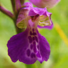 Green-winged Orchid, obični kaćun