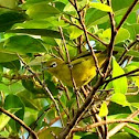 White Eyed Flowerpecker