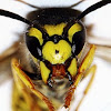 Wasp face