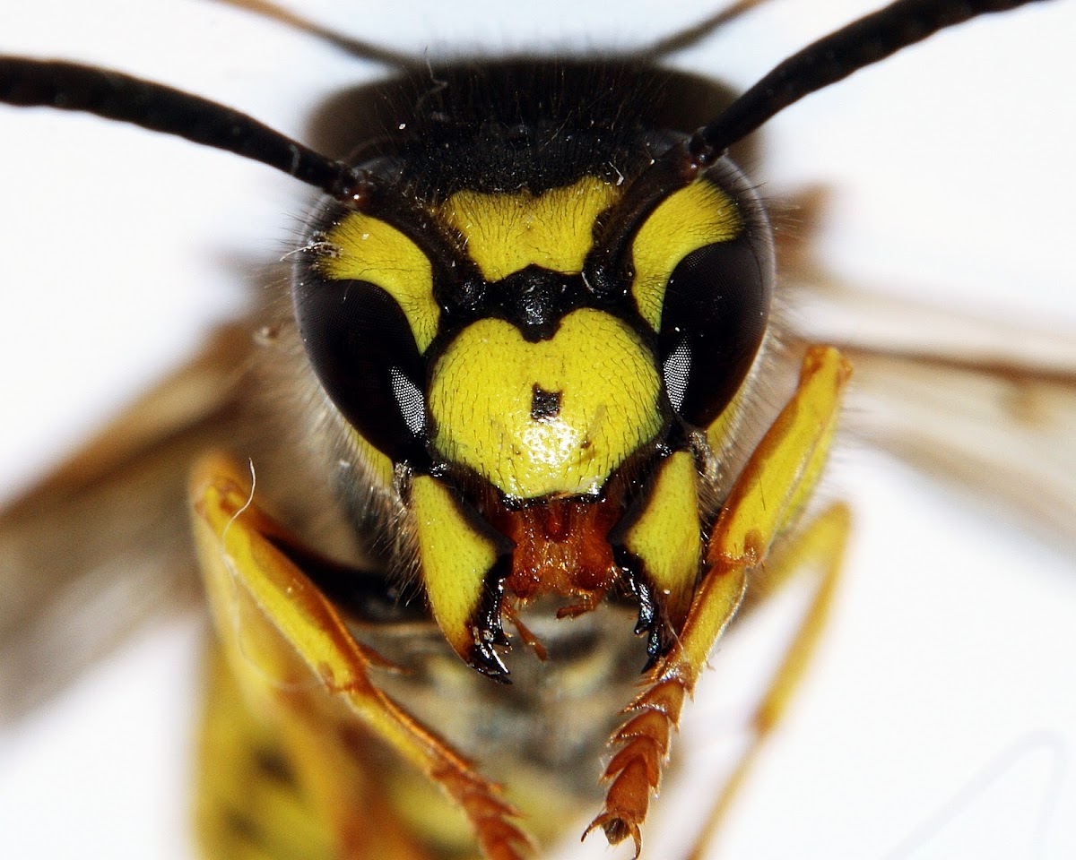 Wasp face