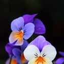driekleurig viooltje (Viola tricolor)