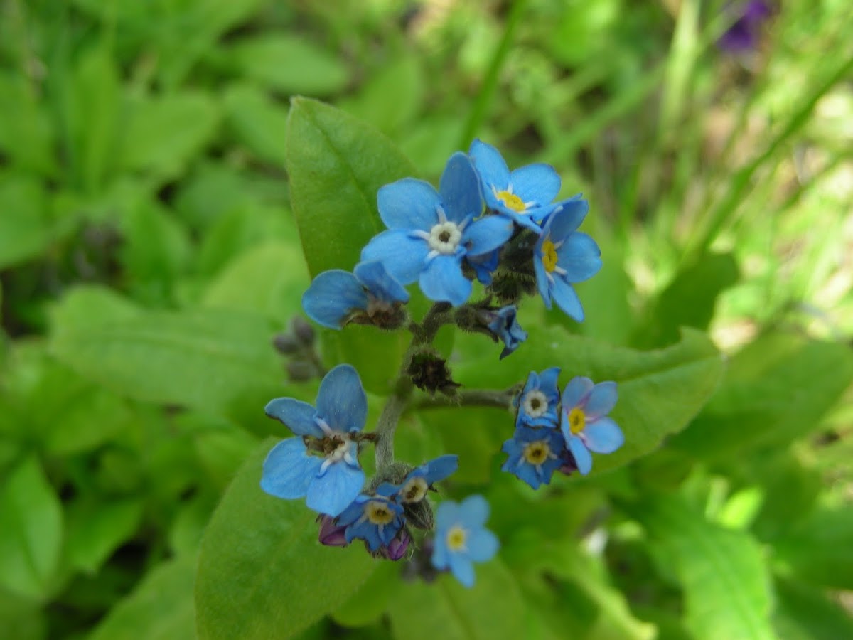 Forget-me-not