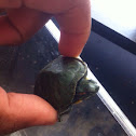 Red eared slider turtle