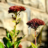 Showy Stonecrop