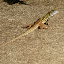 Whiptail