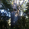 Kauri pine