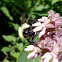 Common Eastern Bumble Bee