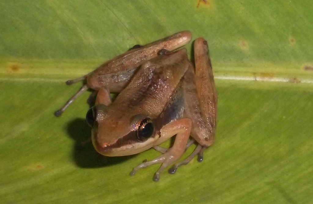 Asian Cricket Frog