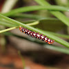 Lily Moth