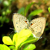 Plains cupid