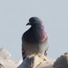 Rock Dove/Feral Pigeon; Paloma Bravía