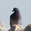 Rock Dove/Feral Pigeon; Paloma Bravía