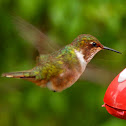 Scintillant Hummingbird (female)