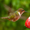 Scintillant Hummingbird (female)