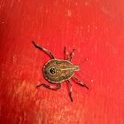 Nymph of Tallow Stink Bug