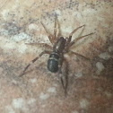 Ground Sac Spider/Ant mimic spider