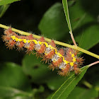 Smeared dagger moth (larva)