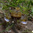 Dragon sea moth