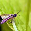 Field Digger Wasp