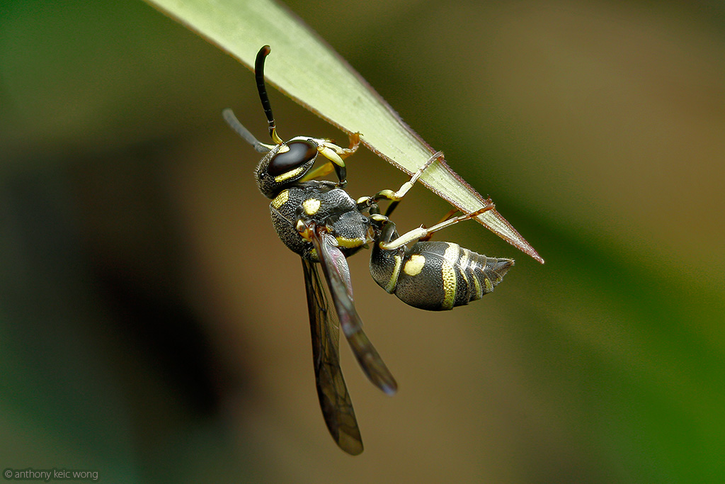 Eusocial paper wasp (Ropalidia sp)