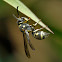 Eusocial paper wasp (Ropalidia sp)