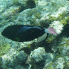 Pinktail Triggerfish (humumumu hi'u kole)