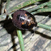 Shield bug nymph on cuasuarina