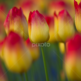 Tulips, Tulips by Lynn Wiezycki - Flowers Flower Gardens