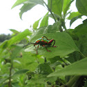 Frog-Legged Leaf Beetle