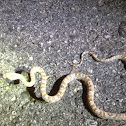 California Lyre snake