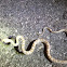 California Lyre snake